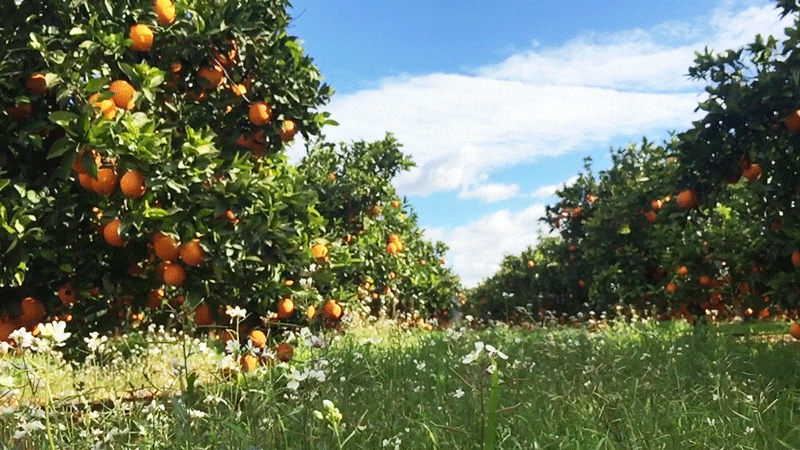 橙先生-澳大利亚晚熟脐橙 -天天果园